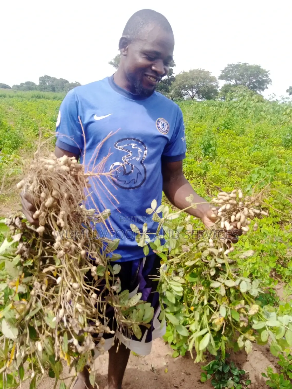 Groundnut Available in Varieties