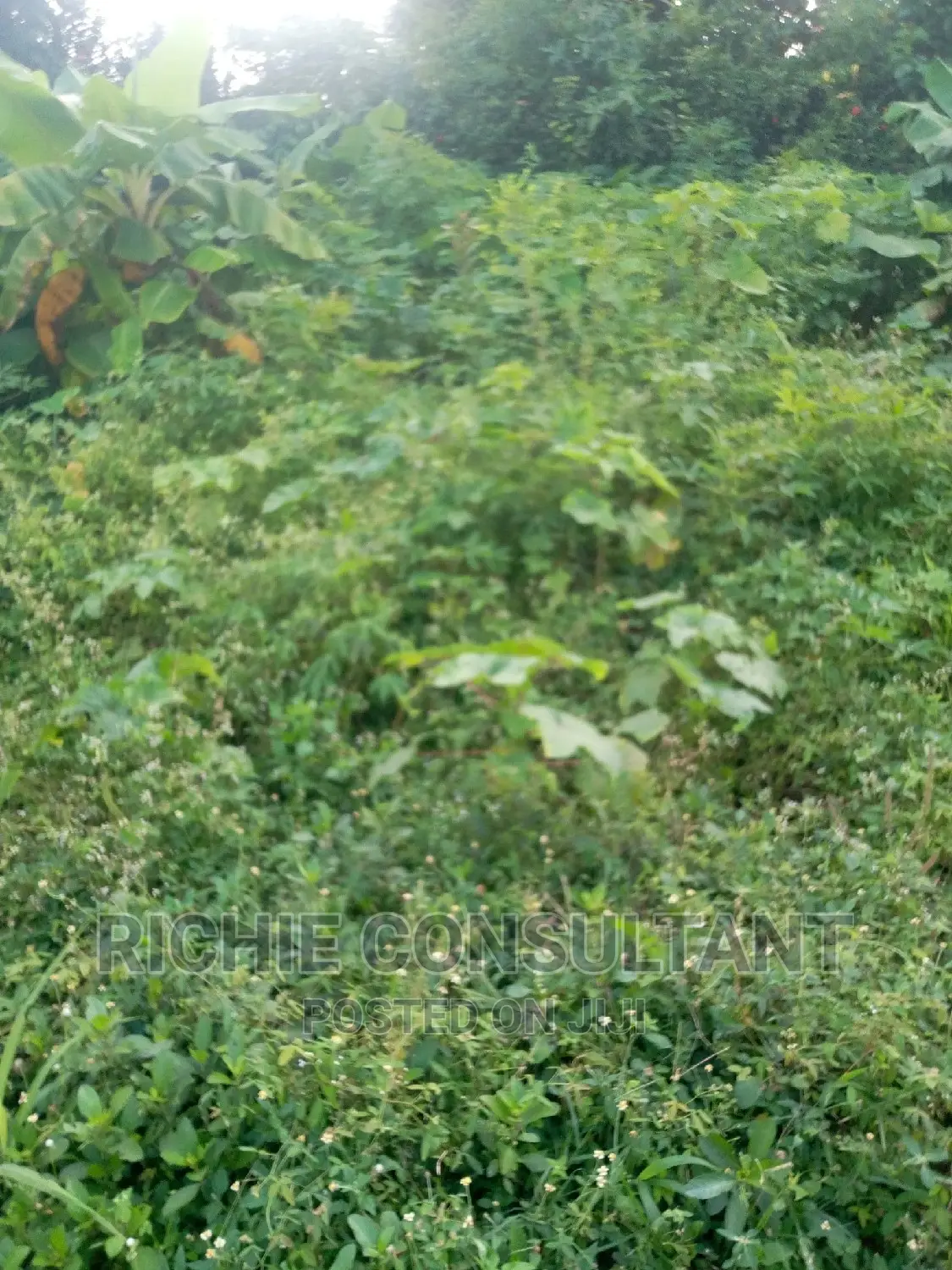 Farmland For Sale