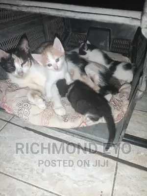 1-3 months Male Purebred American Wirehair