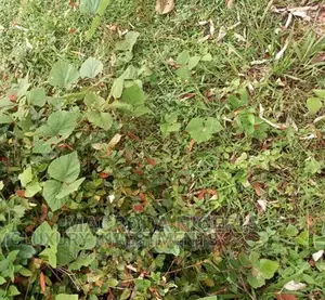 1100sqm Land for Sale