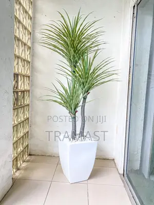Yucca Plant With Fiberglass Pot