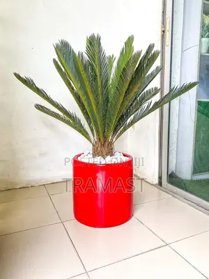 Cycas Palm Plant With Fiberglass Pot