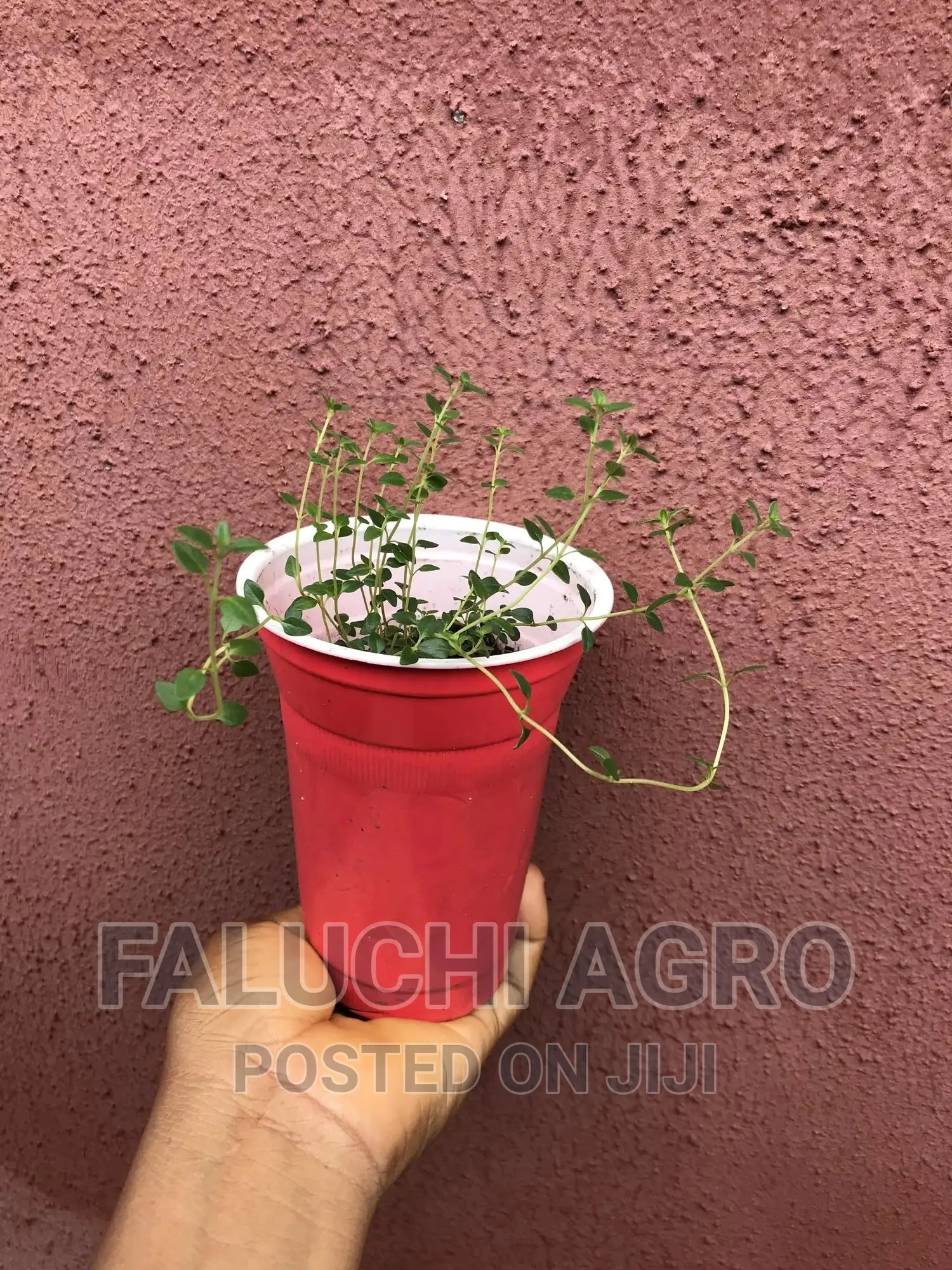 Thyme Seedlings