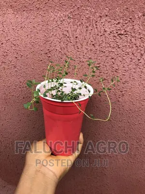 Thyme Seedlings