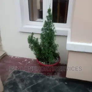 Live Potted Flower With White Stone for Home Beautification.