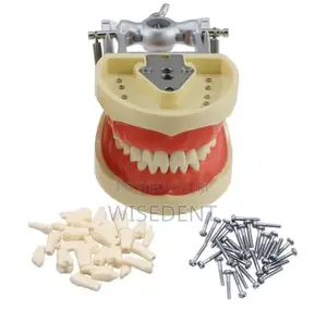Frasaco Jaw Model and Teeth