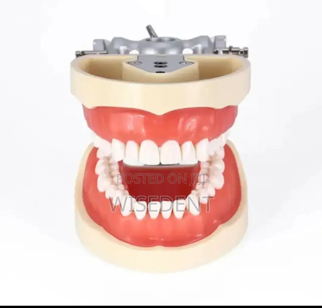 Frasaco Jaw Model and Teeth