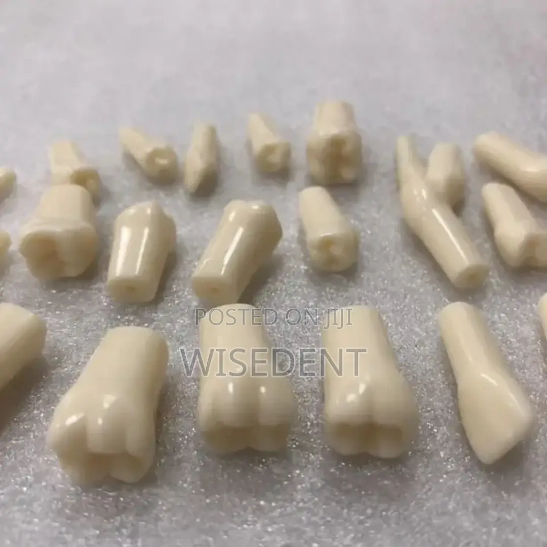 Frasaco Jaw Model and Teeth