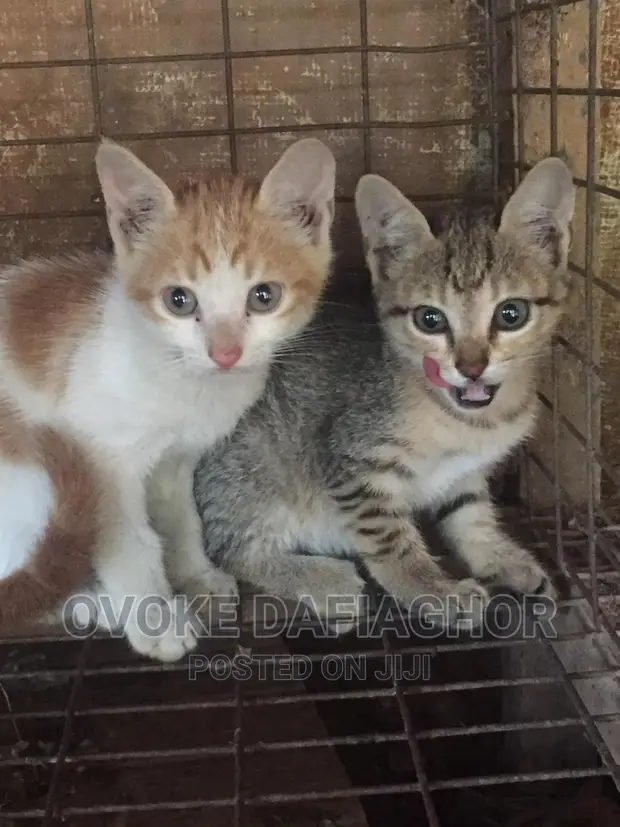 Animal Breeder Exotic Animal For Sale Near Me 1-3 Months Male