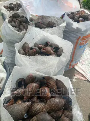 Bush Snail