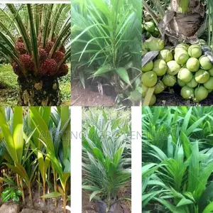 Malaysia Supergen Palm Seedlings