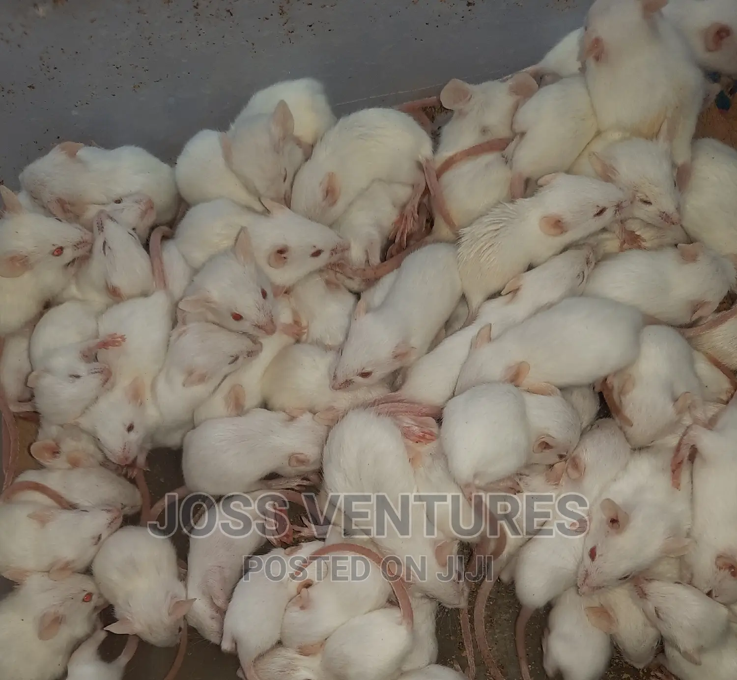 Albino Mice (Balb/C)