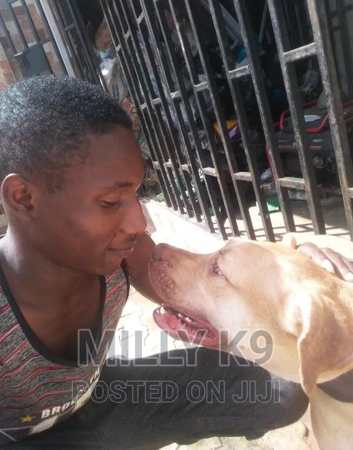 Dog Caretaker/ Pet Sitting