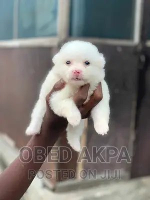 1-3 months Female Purebred American Eskimo