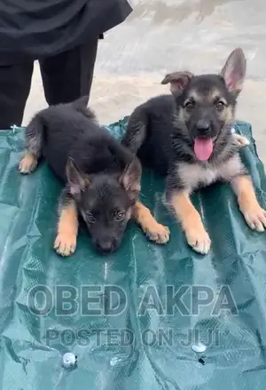 1-3 months Female Purebred German Shepherd