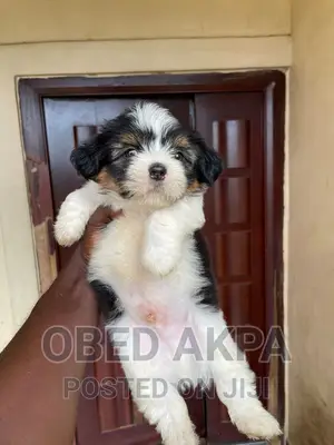 1-3 months Male Purebred Lhasa Apso
