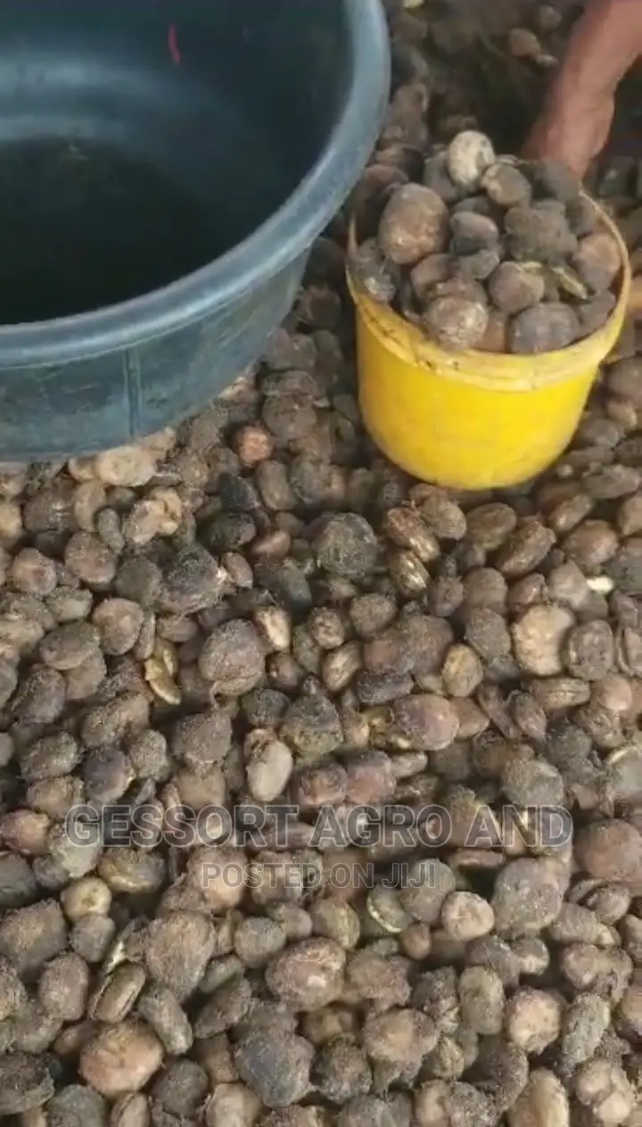 Broad Leaf Ugu Seeds From Calabar