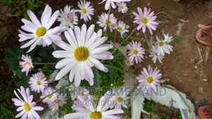 Colourful Flowers