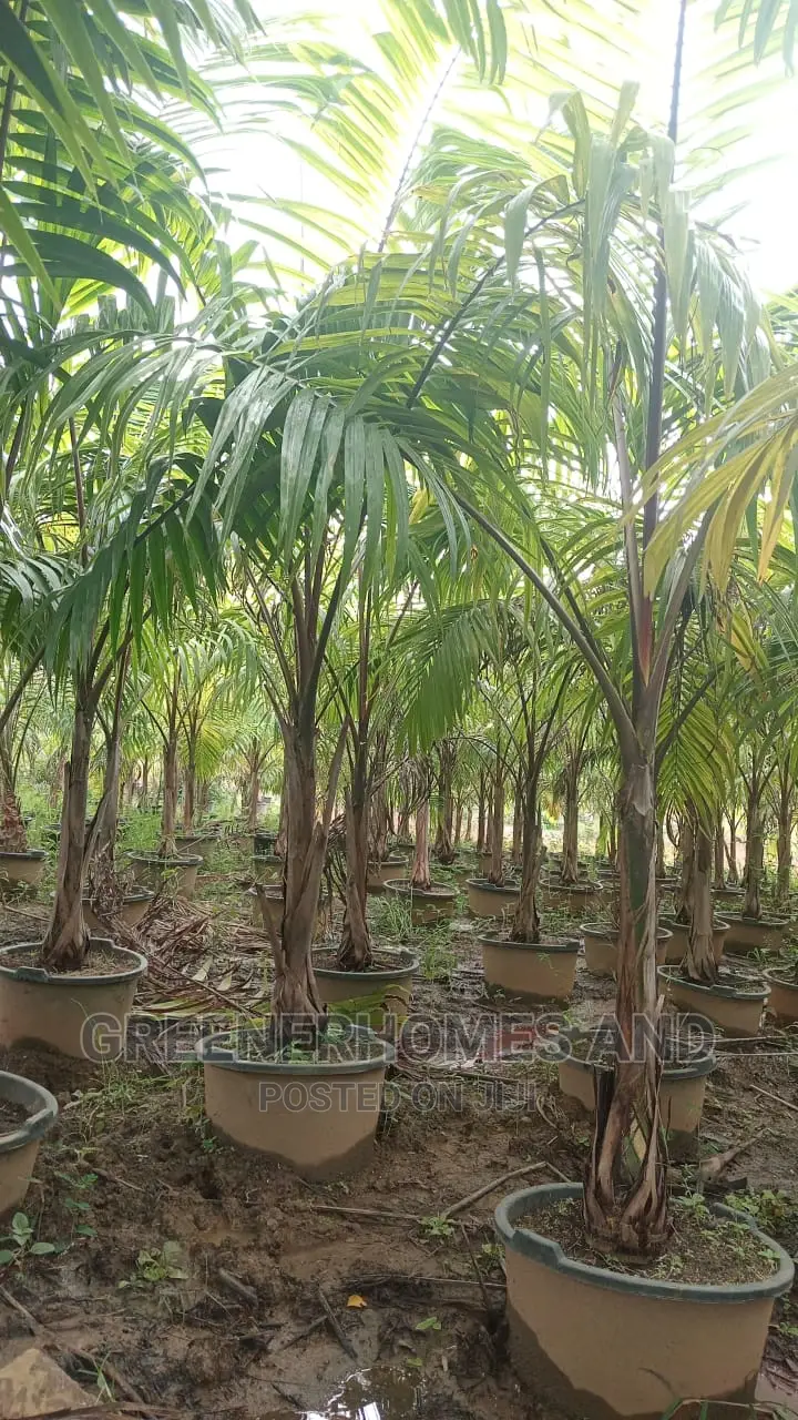 Royal Palms