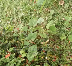 Approximately 4310sqm Land at Aromire Avenue, Ikeja