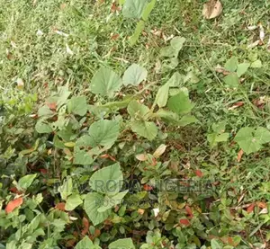 Photo - A Full Plot Of Land In A Corner Piece, Bare Land