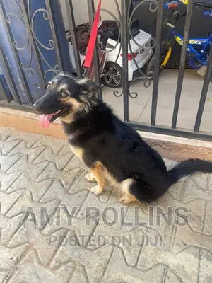 1+ year Male Purebred German Shepherd
