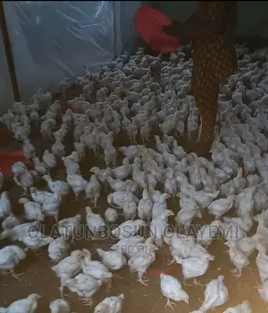 Four Weeks Fully Vaccinated Broiler.