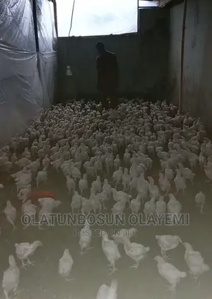 Four Weeks Fully Vaccinated Broiler.