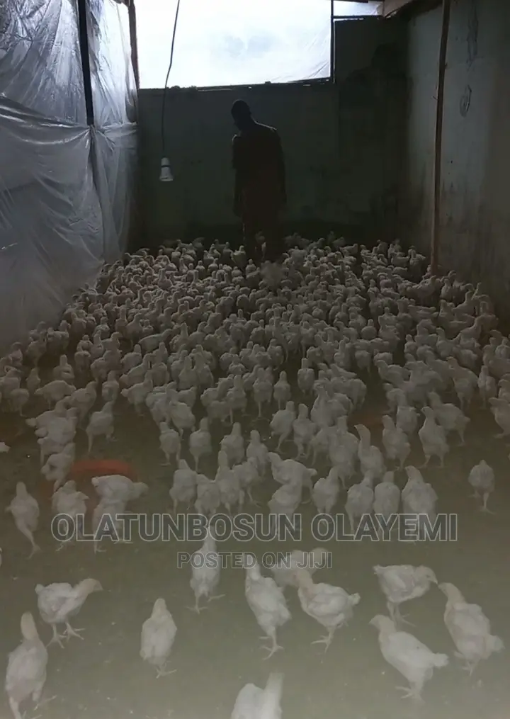 Four Weeks Fully Vaccinated Broiler.