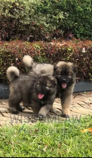 1-3 months Female Purebred Caucasian Shepherd