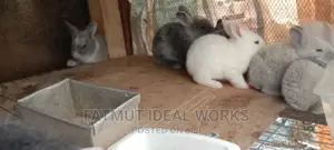 Rabbit Weaners and Growers