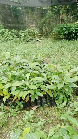 Hybrid Cocoa Seedlings
