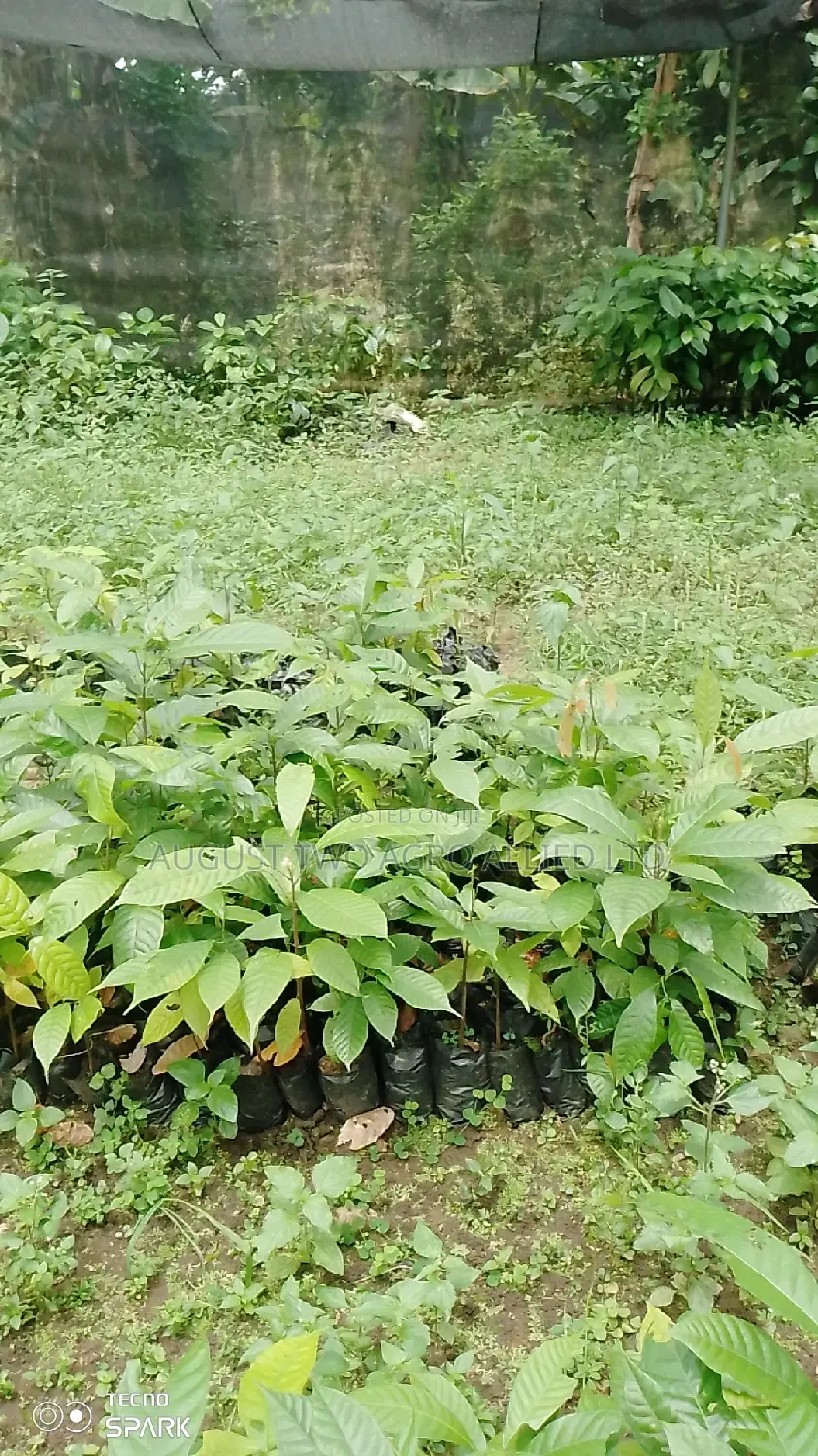 Hybrid Cocoa Seedlings