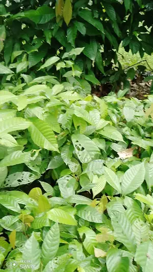 Hybrid Cocoa Seedlings