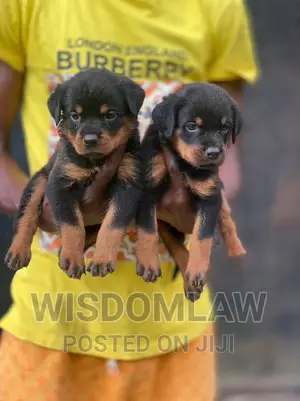 1-3 months Female Purebred Rottweiler