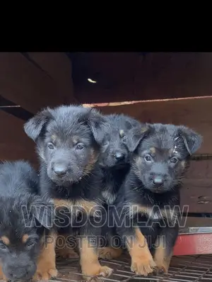 1-3 months Male Purebred German Shepherd