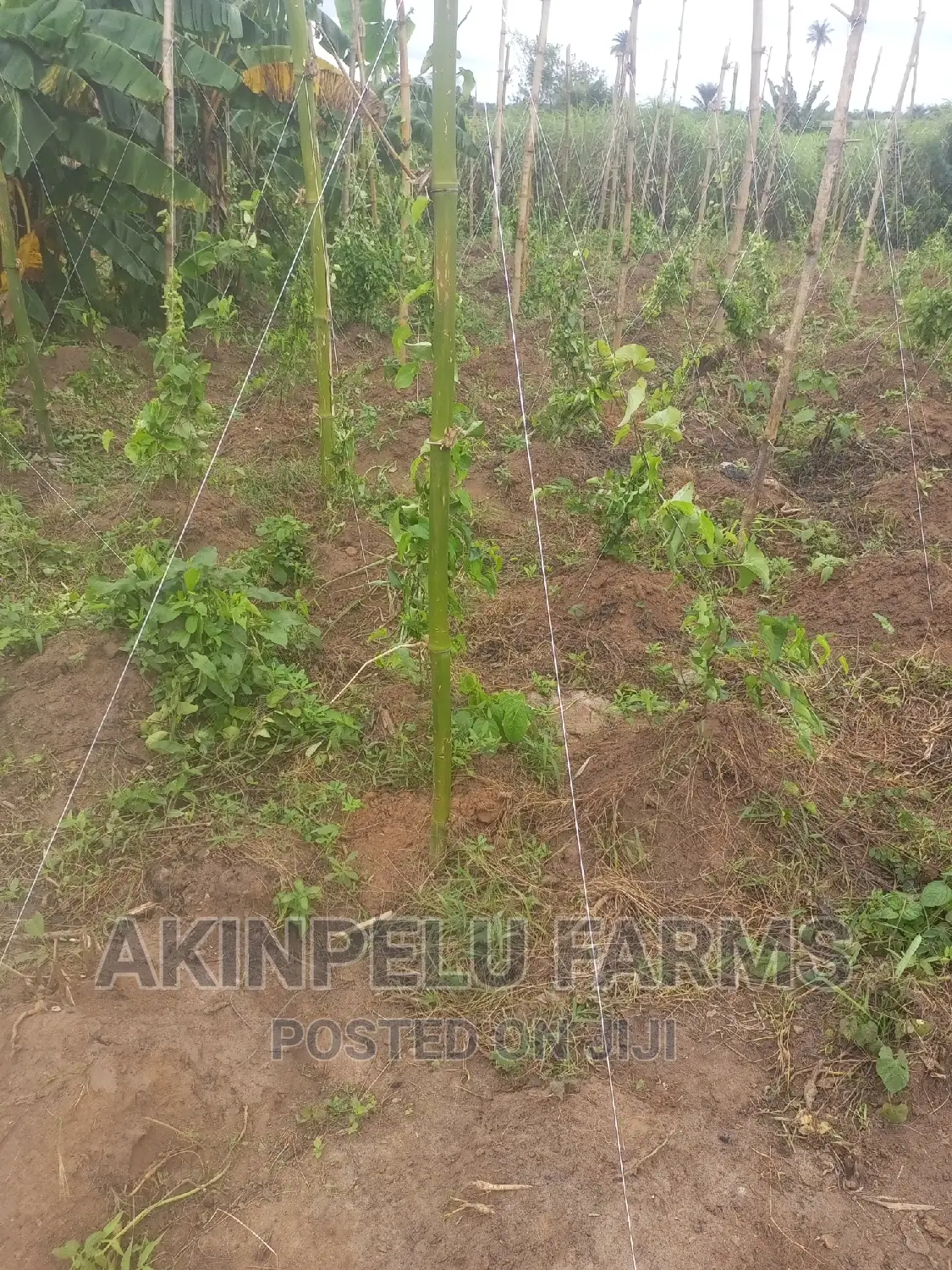 Yam Cultivation.