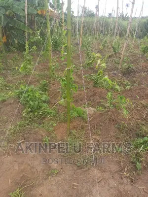 Yam Cultivation.