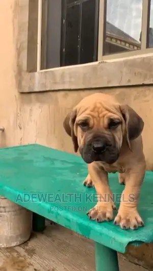 1-3 months Female Purebred Boerboel