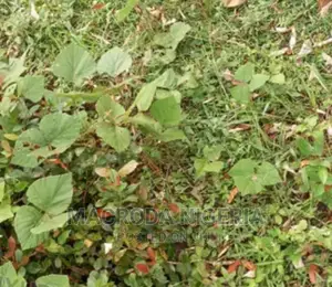 A Solid Fenced Land of About 674sqm