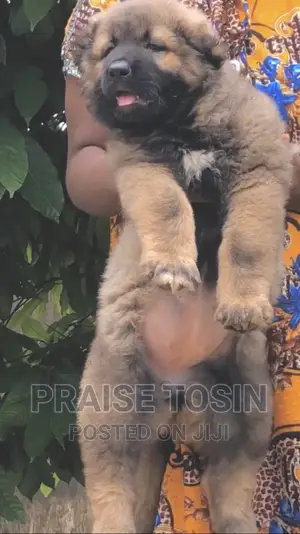 1-3 months Female Purebred Caucasian Shepherd
