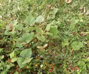 For Sale at Awolowo Road Ikoyi, Waterfront* - 4,000sqms Land