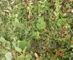 Double Cornerpiece Land for Sale in Ikeja Gra