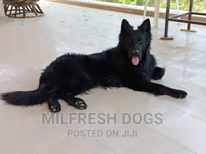 6-12 months Female Purebred German Shepherd