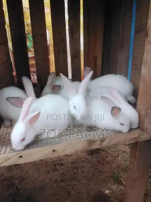 Pure Hyla and Chinchilla