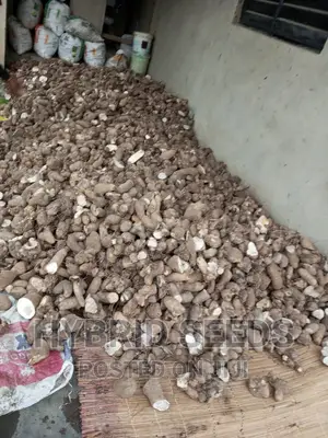 Yam Setts/Seed Yams (High Yielding)
