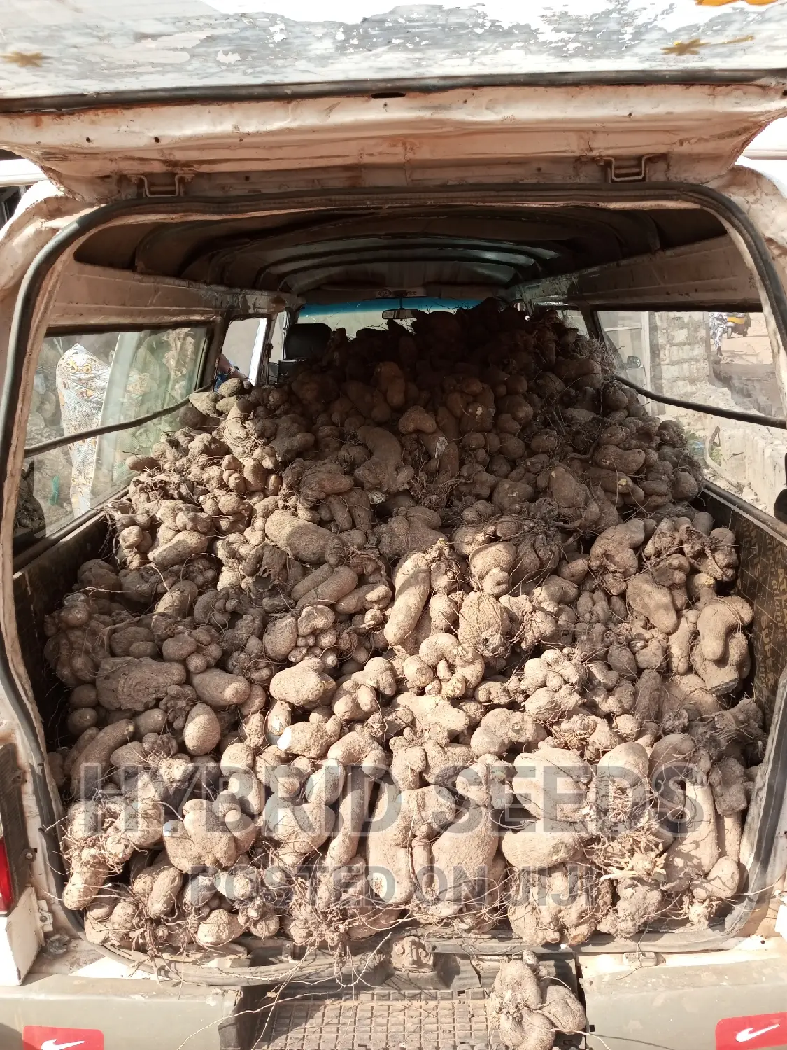 Yam Setts/Seed Yams (High Yielding)