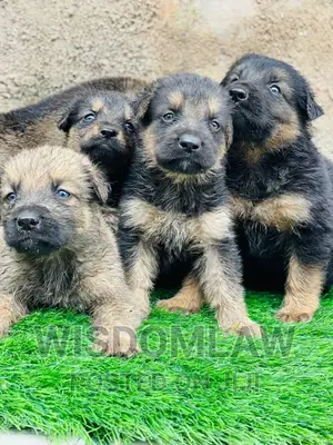 1-3 months Female Purebred German Shepherd