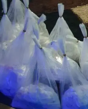 Imported Malaysia Sprouted Supergene Palm Seedlings