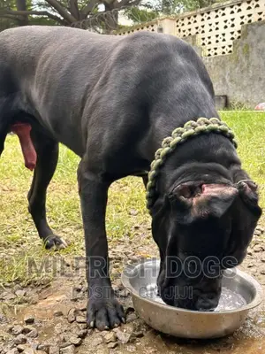 1-3 months Female Purebred Cane Corso